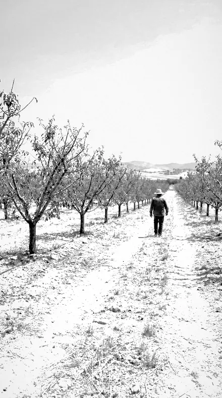 Skyline Cut applied to orchard rows