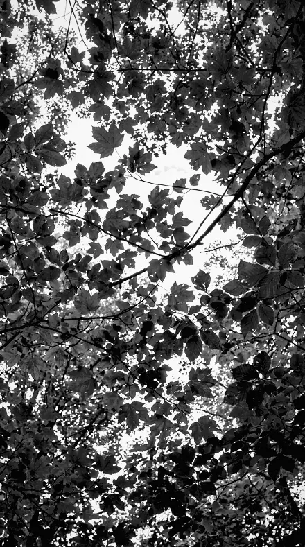 Skyline Cut applied to tree canopy