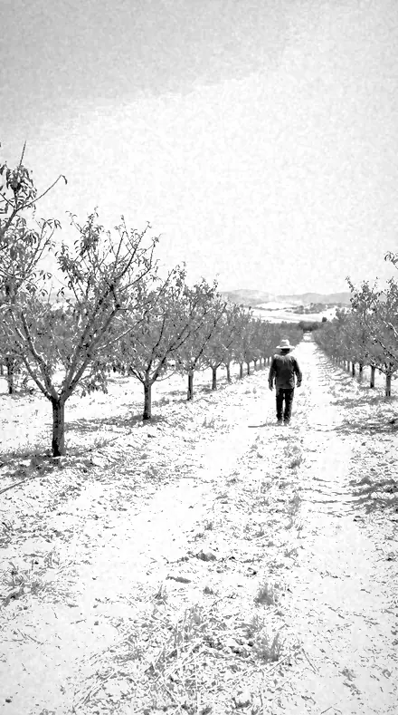 Foliage Lift applied to orchard rows