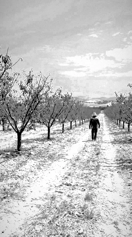 Chalk Ridge applied to orchard rows