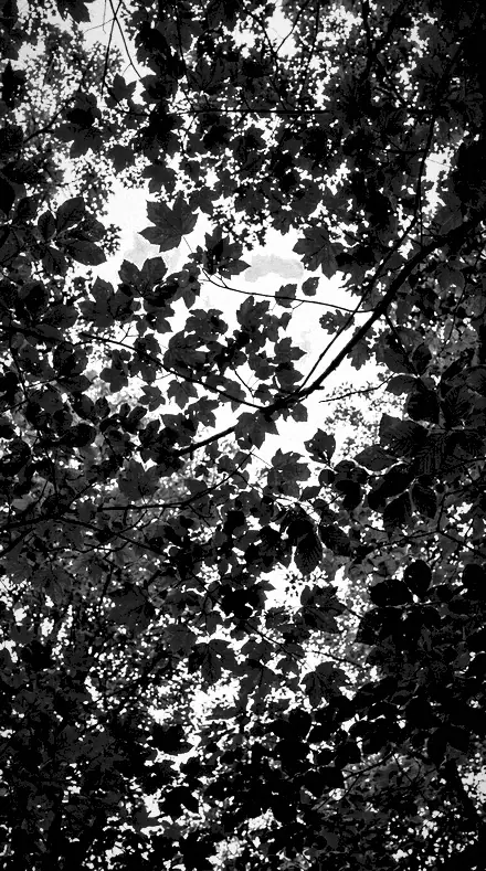 Chalk Ridge applied to tree canopy