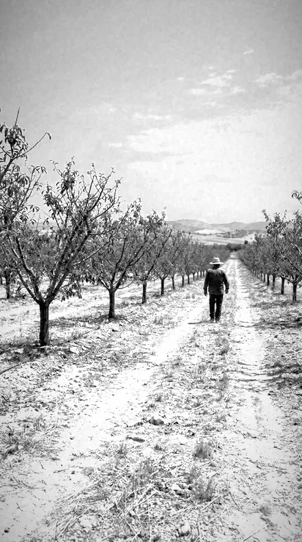 Meadow Cut applied to orchard rows