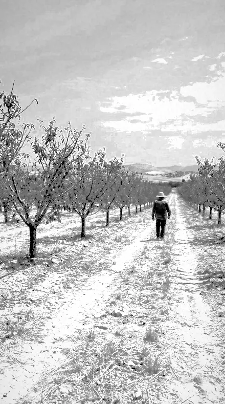 Summit Haze applied to orchard rows