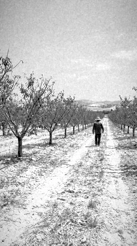 Pine Stand applied to orchard rows