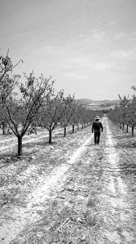 Heather Slope applied to orchard rows