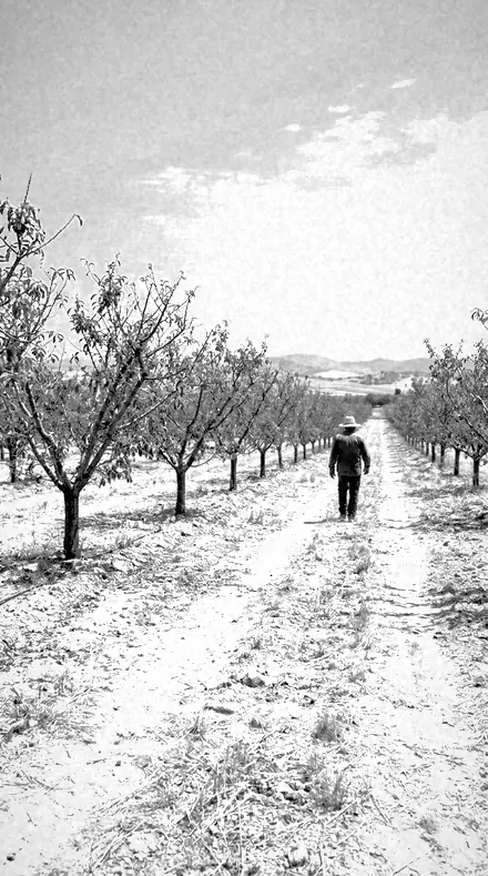Lens Hood applied to orchard rows