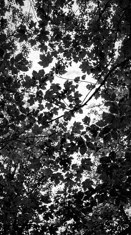 Stop Ring applied to tree canopy