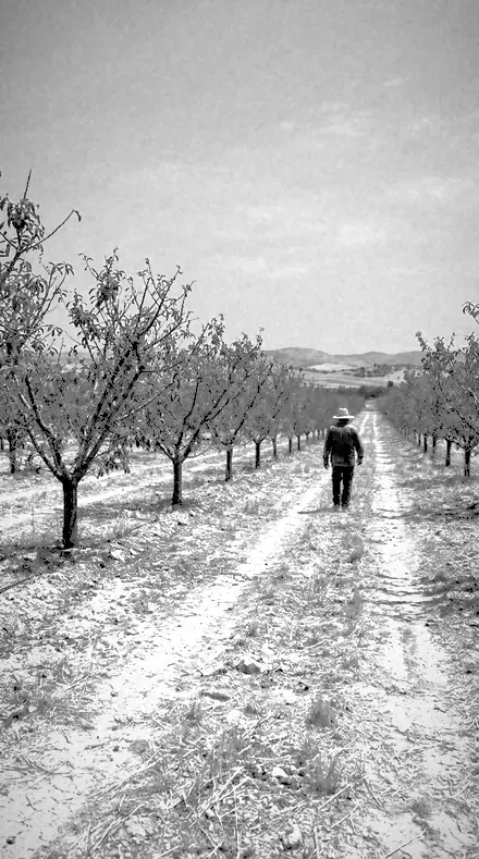 Gorse Bank applied to orchard rows