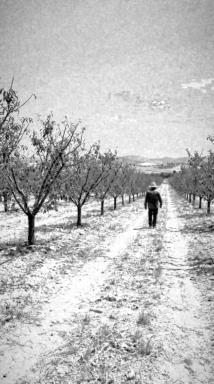 Drystone Wall applied to orchard rows