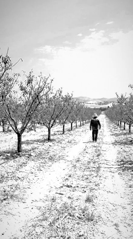 Canopy Light applied to orchard rows