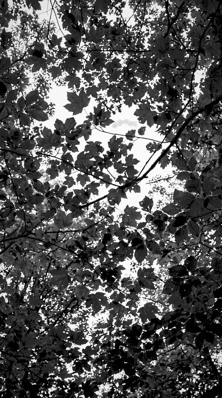 Canopy Light applied to tree canopy