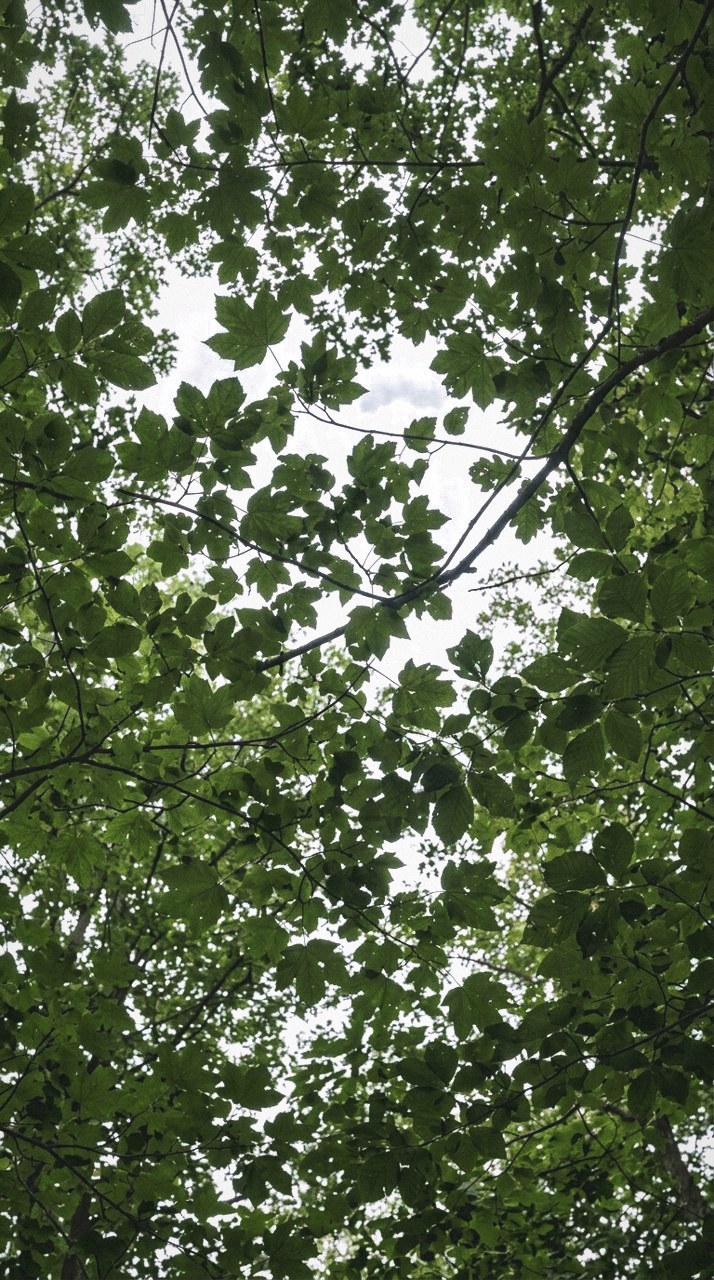 Monsoonhaze: Canopy light, kept deep