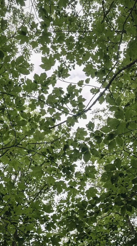 Humid Glare applied to tree canopy