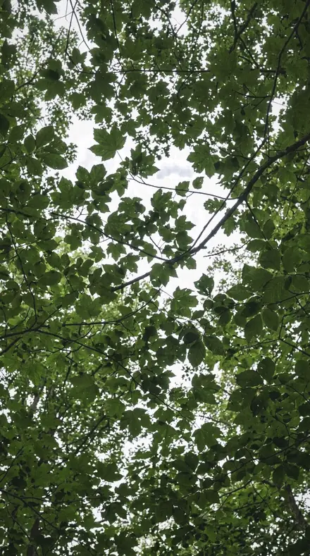 Canopy Damp applied to tree canopy