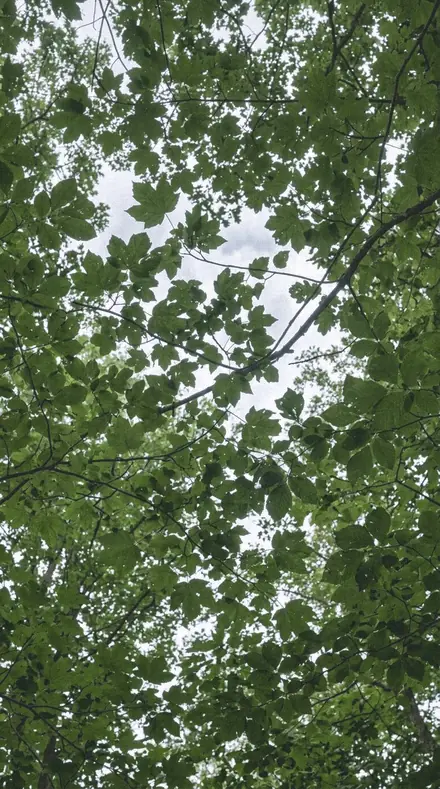 Vapour Light applied to tree canopy