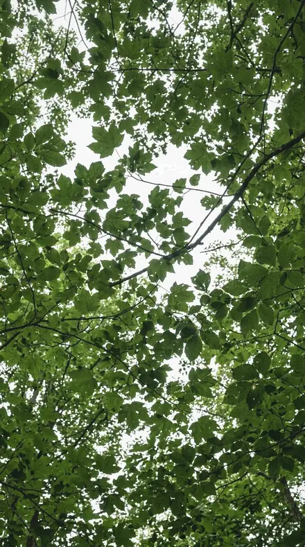 Jungle Damp applied to tree canopy