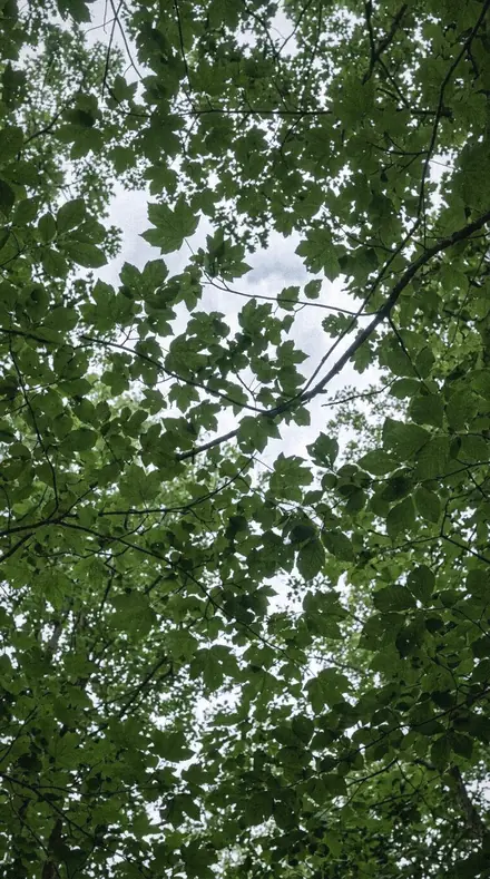 Leaf Sap applied to tree canopy