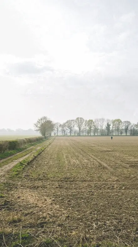 Forest Damp applied to field mist