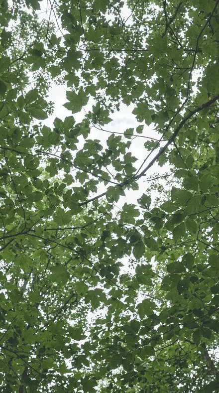 Forest Damp applied to tree canopy
