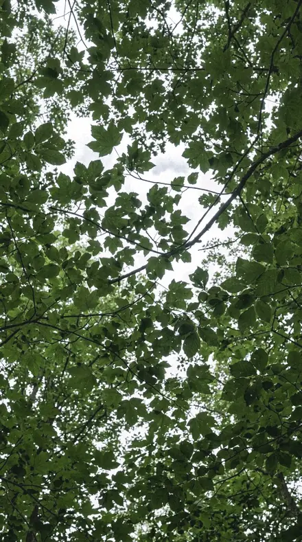 Overhead Sun applied to tree canopy
