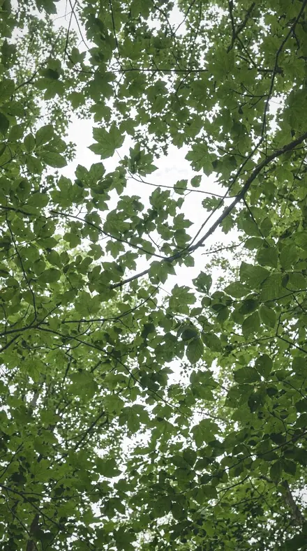 Fern Shade applied to tree canopy