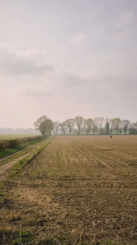 Steam Air applied to field mist