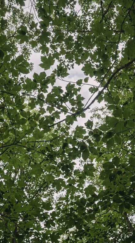 Steam Air applied to tree canopy