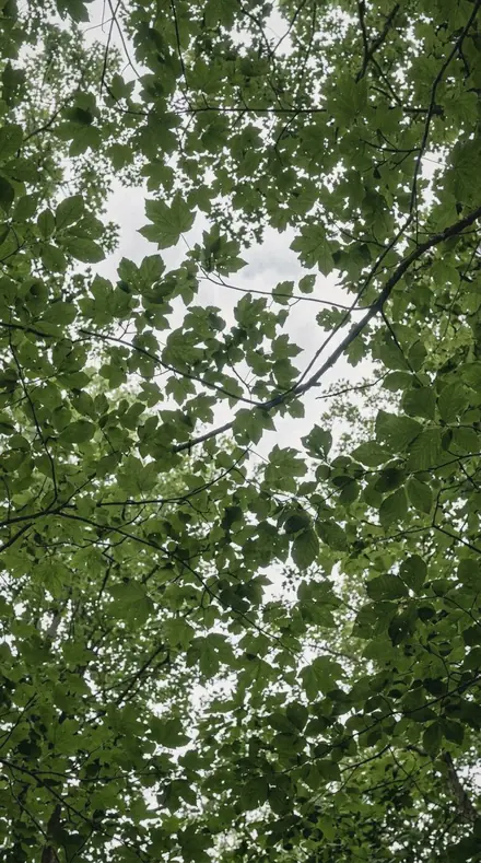 Leaf Gloss applied to tree canopy