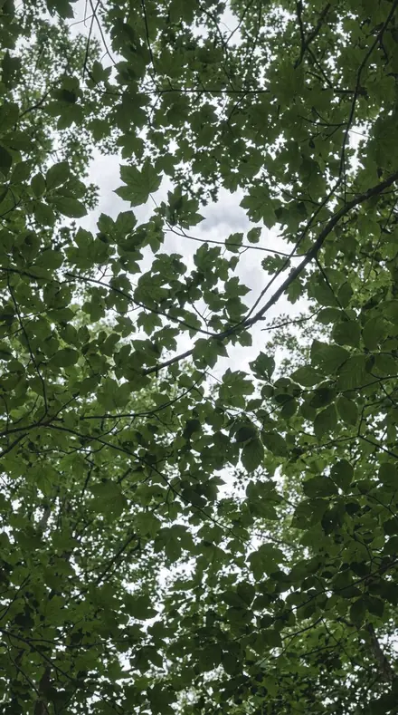 Lagoon Haze applied to tree canopy
