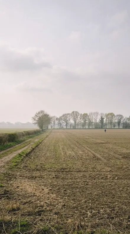 Mangrove Light applied to field mist
