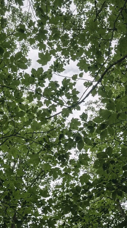 Mangrove Light applied to tree canopy