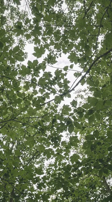 Humid Shade applied to tree canopy