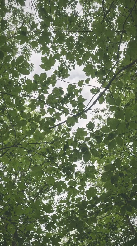 Vapour Wall applied to tree canopy
