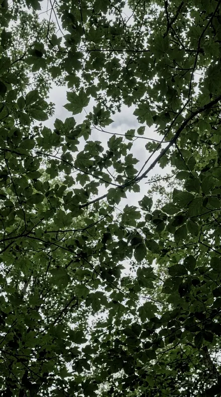 Deep Canopy applied to Canopy light, kept deep
