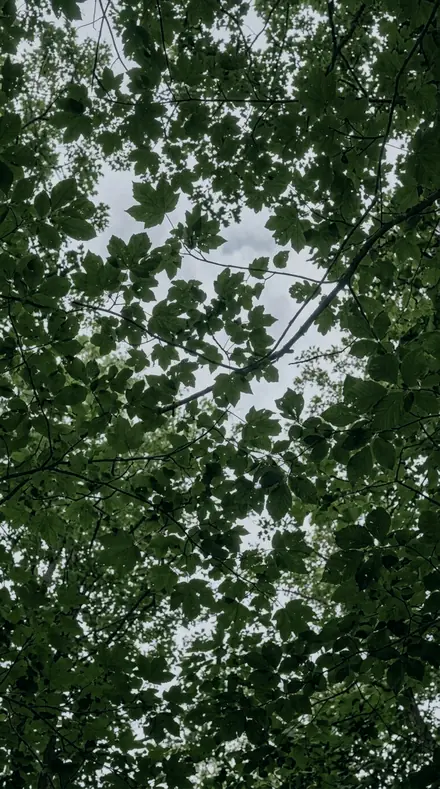 Emerald Hollow applied to Canopy light, kept deep