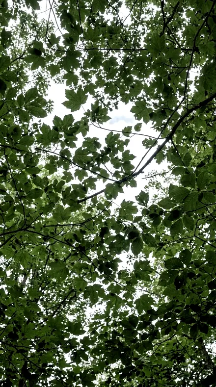 Trailhead applied to Canopy light, kept deep