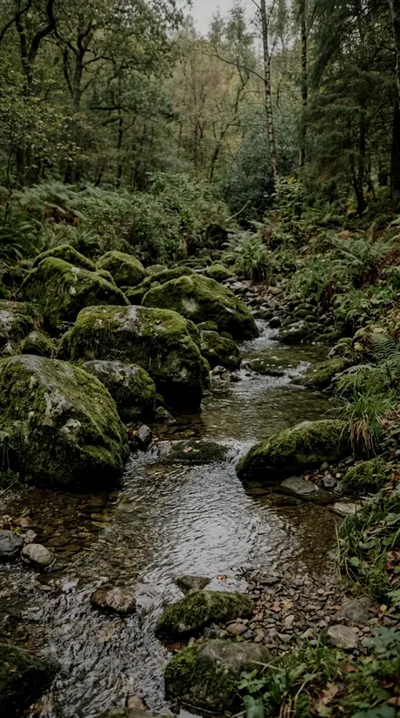 Old Growth applied to Rain-wet moss, alive