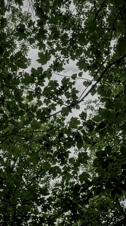 Old Growth applied to Canopy light, kept deep