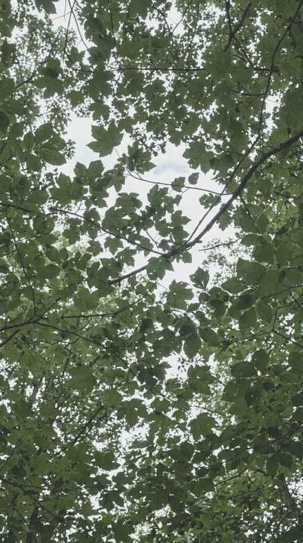 Greyveil applied to Canopy light, kept deep