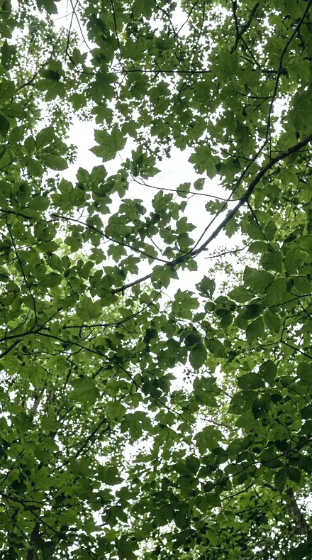 Rainbright applied to Canopy light, kept deep