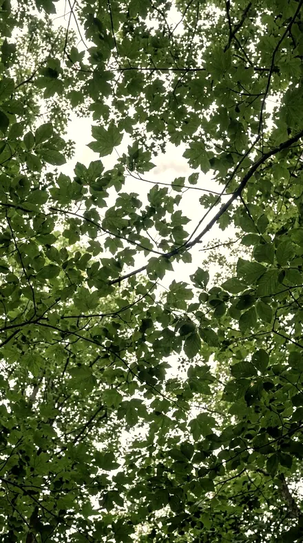 Lightfall applied to Canopy light, kept deep
