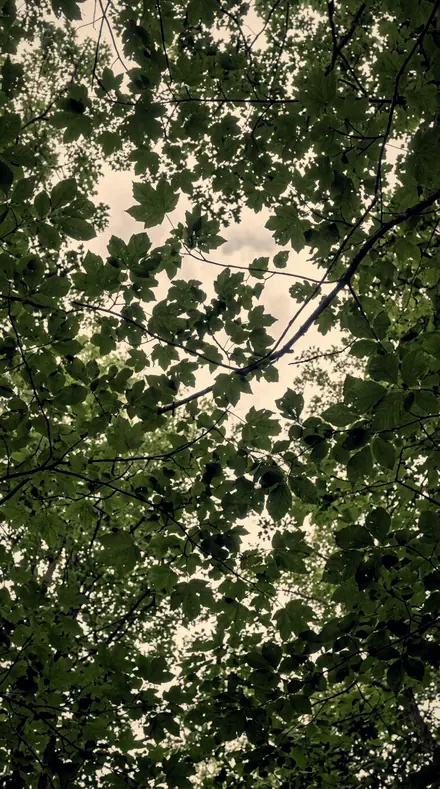 Amber Understory applied to Canopy light, kept deep