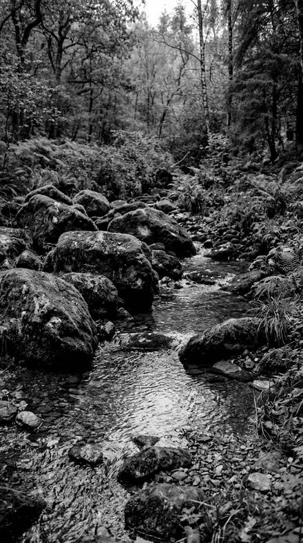 Barkline applied to Rain-wet moss, alive