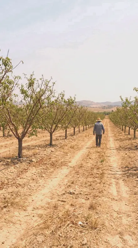 Petal Drift applied to orchard rows