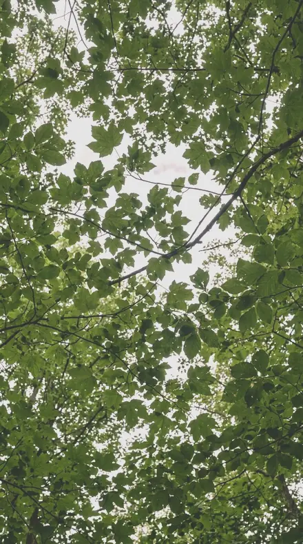 Petal Drift applied to tree canopy