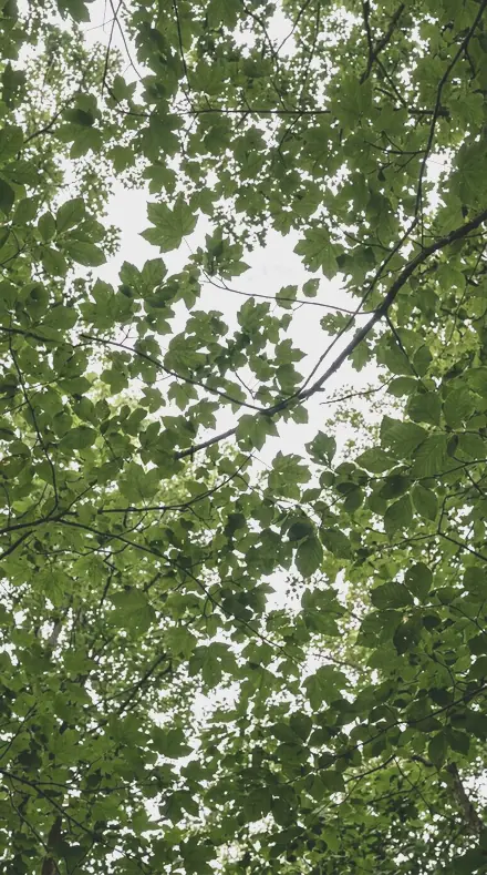 Blossom Noon applied to tree canopy