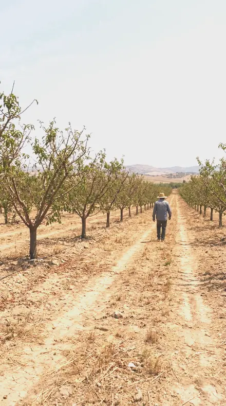 Pink Canopy applied to orchard rows