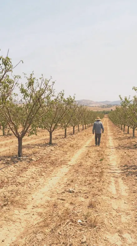 Orchard Bloom applied to orchard rows