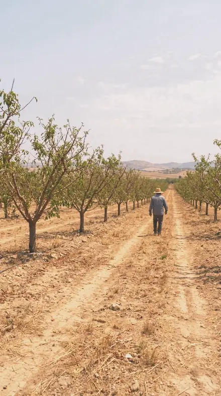 Cherry Light applied to orchard rows