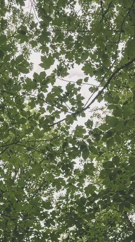 Cherry Light applied to tree canopy